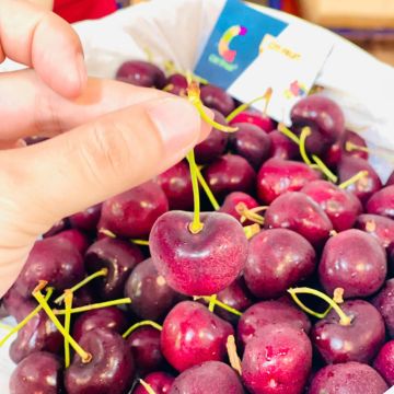 Cherry nhập khẩu cao cấp